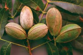 Death to bayshore 4.2 power: Nmsu Diseases And Other Disorders Of Pecan In New Mexico