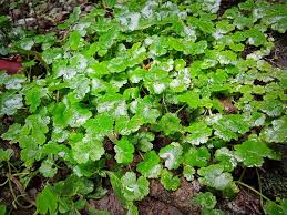 Image result for Hydrocotyle ranunculoides