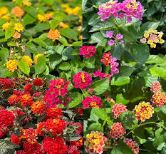 Image result for Lantana camara