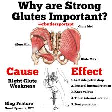 The gluteal muscles are a group of three muscles which make up the buttocks: Why Are Strong Glutes Important Chris Butler Sports Pt
