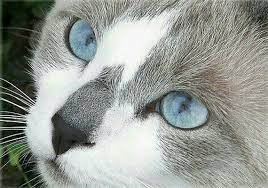 However, other cats have an extra gene that blocks the fur's color, so they have white coats and blue eyes. Pattern Keeper Gray And White Cat Cross Stitch Pattern Cross Etsy Grey And White Cat Cat With Blue Eyes Blue Cats