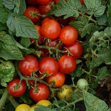 We did not find results for: Cherry Tomato Little Bing Lycopersicon Esculentum My Garden Life