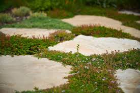 The best sprawling plants for paved areas and walkways. How To Plant Creeping Thyme Between Flagstones