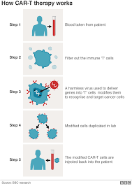 Immune Discovery May Treat All Cancer Bbc News