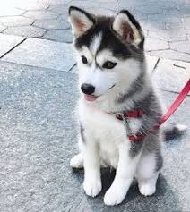 This subreddit is dedicated to siberian huskies, anything related to the beautiful dog. 900 Huskey Puppies Ideas In 2021 Puppies Husky Puppy Siberian Husky