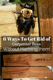 How To Get Rid Of Carpenter Bees 6 Bee Friendly Methods Gardening Carpenter Bee Carpenter Bee Trap Kill Carpenter Bees