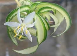 Image result for Chlorophytum hirsutum
