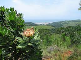 Image result for Aspidoglossum hirundo