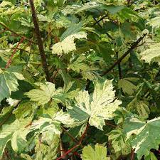 Its variegated cream and green leaf is most appealing and is often used as a contrast whilst planting adjacent to 'royal red', also as a. Acer Pseudoplatanus Simon Louis Freres Variegated Sycamore Trees