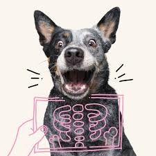 Our furry friends aren't just, well, friends. Best Dog Insurance By Petplan Health Insurance Coverage For Dogs