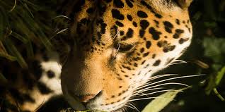 Conservation efforts continue to combat their endangerment. Top 10 Critically Endangered Species Of Animals Greentumble