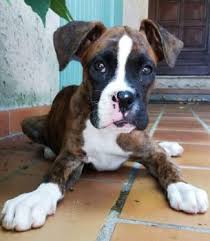 Puppy Growth Chart Oxane Boxer Female
