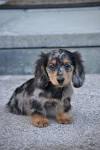 Dachshund Puppies For Sale - AKC PuppyFinder