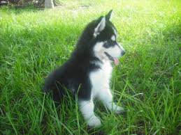 Any breed of dog can develop aggressive tendencies. 904 435 4648 Shepsky Puppy Puppy Time Puppies