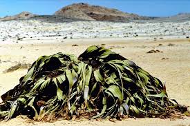 Image result for Welwitschiella