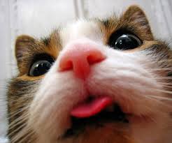Sizden Daha Iyi Selfie Leri Olan 26 Kedi Onedio Com