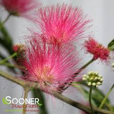 Image result for Mimosa mossambicensis