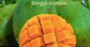 Video kali ini, kami ingin kongsi cara mudah untuk tut bagi pokok mangga harumanis perlis. Anim Agro Technology Tanaman Mangga Arumanis Di Indonesia