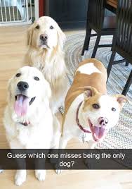 Lol Too Cute Misses Being The Only Dog Funny Dog Pictures Animal Memes Dog Snapchats