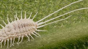 Desertorum, a species not present in australia t. Red Spider Mite 101 Sustainable Gardening Australia