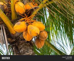 The palm tree symbolises the tree of life in kabbalah and has a symbolic significance in other religions, as well. Yellow Coconut On Palm Image Photo Free Trial Bigstock