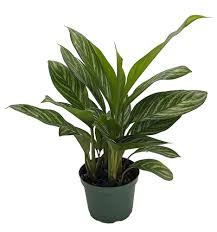 Tigress Chinese Evergreen Plant Aglaonema Low Light 6 Pot Walmart Com In 2020 Chinese Evergreen Plant Evergreen Plants Chinese Evergreen