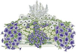 Balkonpflanzen Set Blau Weisser Traum Balkon Pflanzen Blumenkasten Bepflanzen Pflanzen