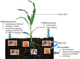 Image result for Striga chrysantha