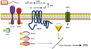 Moreover, solutes can be concentrated near a cell wall, thereby raising the local π cell wall, causing water adjustment that raises the local p cell wall. Frontiers The Role Of The Cell Wall In Plant Immunity Plant Science