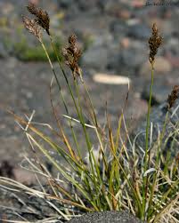 Image result for Carex leptosaccus