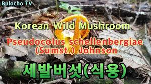 Image result for Pseudocolus schellenbergiae