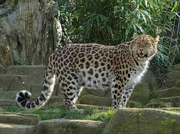 Leopard De L Amour Wikipedia Leopard De L Amour Leopard Panthere