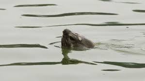 Le lac Hoang Kiem et la légende de l'Epée restituée