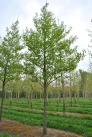 Image result for Dicerocaryum forbesii