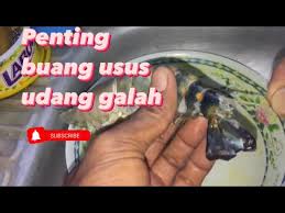 Udang dengan jenis galah memiliki tubuh yang diketahui lebih besar dari udang jenis lainnya, sehingga udang jenis ini cukup menjadi favorit bagi para pecinta kuliner untuk diolah untuk menjadi hidangan masakan yag lezat dan bercitarasa tinggi. Cara Siang Udang Galah Jenggo Paling Mudah Youtube