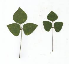 Image result for Amphicarpaea africana