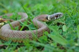 Snakes can be beneficial but you can keep snakes away from your home and property with these do it yourself home remedies. 4 Tricks To Keep Snakes Out Of Your Yard