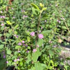 Image result for Lippia abyssinica