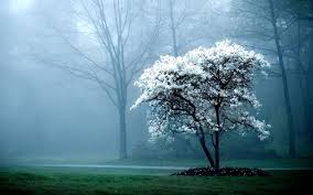 Here you can find the best background trees wallpapers uploaded by our community. Pin By Stuart Broad On Pryetty Tryeyes Tree Hd Wallpaper White Magnolia Tree Beautiful Tree