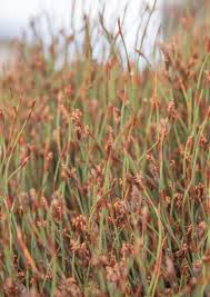 Image result for Restionaceae