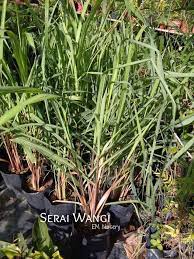 Tumbuhan ini berasal dari selatan india atau sri lanka. Pokok Serai Wangi Home Furniture Gardening On Carousell