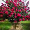 Reportedly one of the best larger crape myrtles for flowering in the pacific northwest, must be placed in a hot, sunny location. 1