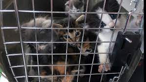 6 Kittens And Their Mother Rescued From Fort Lupton Drain 9news Com