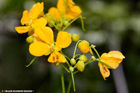 Image result for Senna sophera