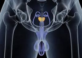 The prostate gland is the male organ most commonly afflicted with either benign or malignant neoplasms. Light Therapy A Huge Leap Forward For Early Prostate Cancer Treatment