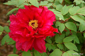 It has a rating of 2.0 with 4 reviews. Tree Peony A Southern Garden