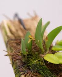 Image result for Huperzia gnidioides