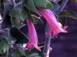 Image result for Strophanthus bequaertii