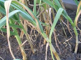 When harvesting potatoes and shallots you can use the the soft neck i harvested in may and it is beautiful. Colorado Garden Punch List Betty Cahill Garlic Harvest Fall Planted