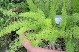 Image result for Asparagus krebsianus